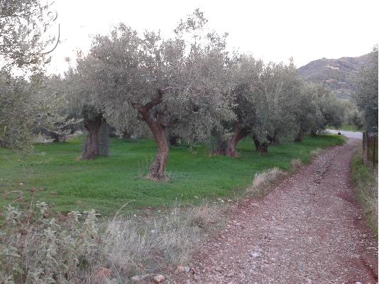 ΠΩΛΗΣΗ ΟΙΚΟΠΕΔΟΥ (ΑΙΓΙΟ)